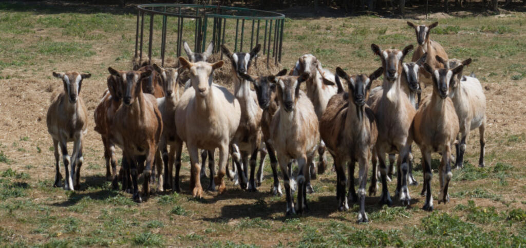 wildcroft dairy goats